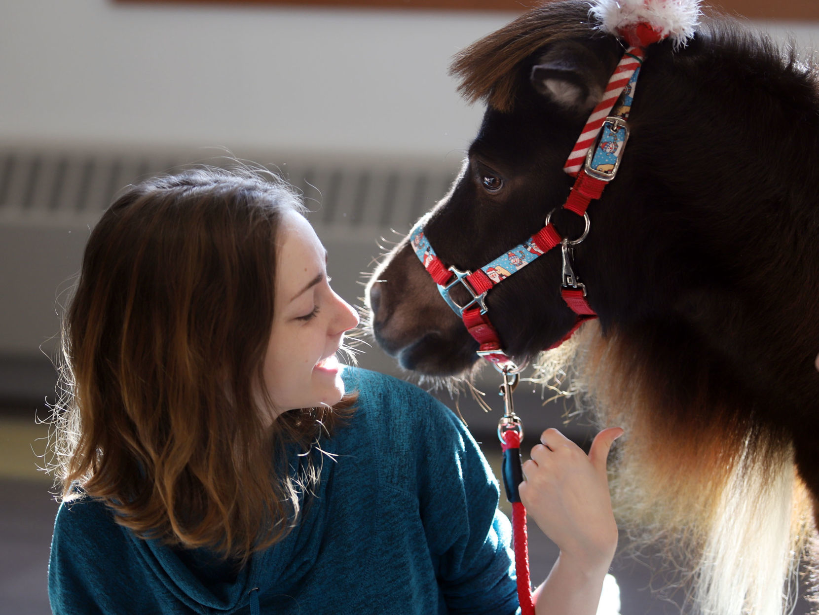 mini therapy horses 24 12.12.18.jpg